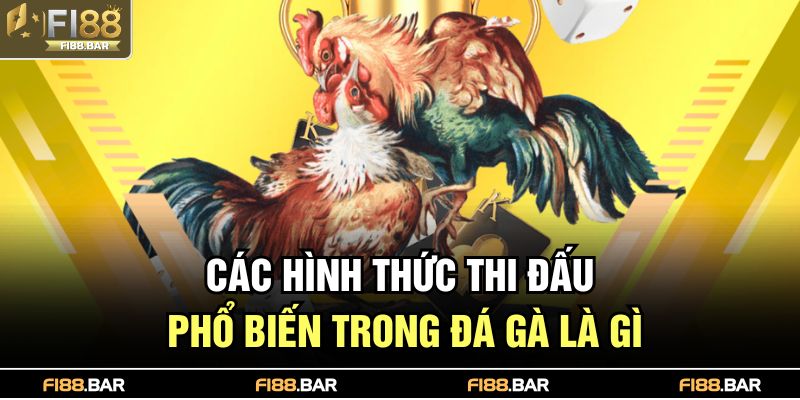 Các hình thức thi đấu phổ biến trong đá gà là gì