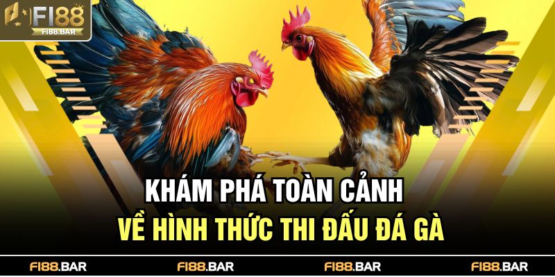 Khám phá toàn cảnh về hình thức thi đấu đá gà